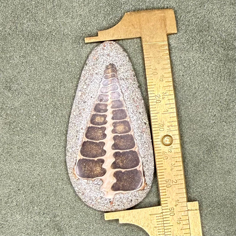 close up of cabochon